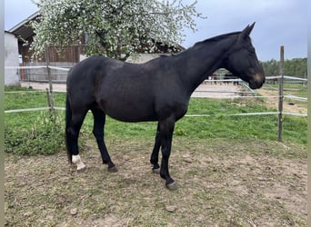 Rheinländer, Stute, 18 Jahre, 170 cm, Dunkelbrauner