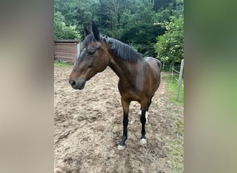 Rheinländer, Stute, 19 Jahre, 158 cm, Brauner