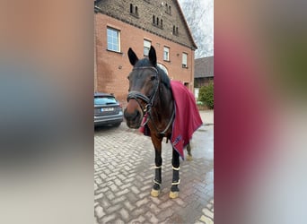 Rheinländer, Stute, 19 Jahre, 170 cm, Dunkelbrauner