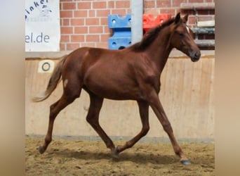 Rheinländer, Stute, 1 Jahr