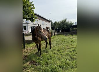 Rheinländer, Stute, 3 Jahre, 156 cm, Buckskin