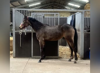 Rheinländer, Stute, 3 Jahre, 156 cm, Buckskin