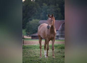 Rheinländer, Stute, 3 Jahre, 163 cm, Dunkelfuchs