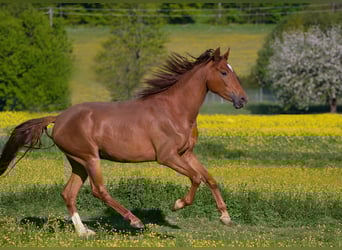 Rheinländer, Stute, 3 Jahre, 163 cm, Fuchs