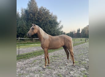 Rheinländer, Stute, 3 Jahre, 163 cm, Palomino
