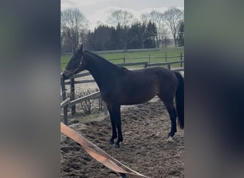 Rheinländer, Stute, 3 Jahre, 165 cm, Dunkelbrauner