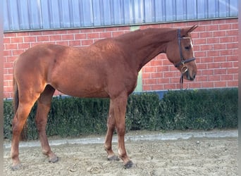 Rheinländer, Stute, 3 Jahre, 168 cm, Fuchs