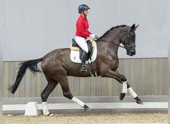 Rheinländer, Stute, 3 Jahre, Schwarzbrauner