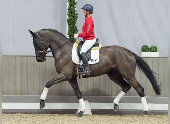 Rheinländer, Stute, 3 Jahre, Schwarzbrauner