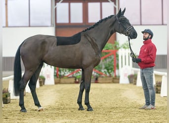 Rheinländer, Stute, 3 Jahre, Schwarzbrauner