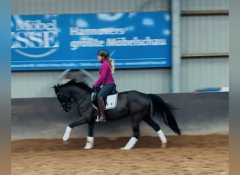 Rheinländer, Stute, 4 Jahre, 158 cm, Rappe