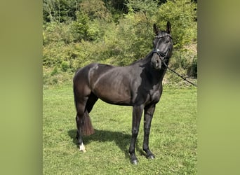 Rheinländer, Stute, 4 Jahre, 160 cm, Rappe