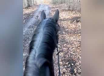 Rheinländer, Stute, 4 Jahre, 160 cm, Rappe