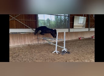 Rheinländer, Stute, 4 Jahre, 160 cm, Rappe
