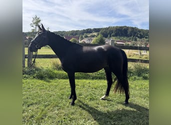 Rheinländer, Stute, 4 Jahre, 160 cm, Rappe