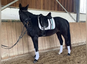 Rheinländer, Stute, 4 Jahre, 161 cm, Rappe