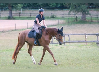 Rheinländer, Stute, 4 Jahre, 165 cm, Dunkelfuchs