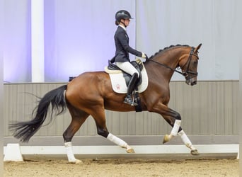 Rheinländer, Stute, 4 Jahre, 166 cm, Brauner