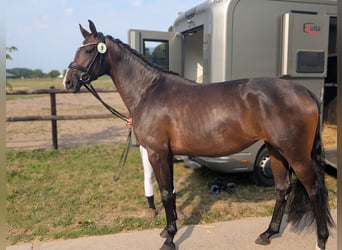 Rheinländer, Stute, 4 Jahre, 167 cm, Dunkelbrauner