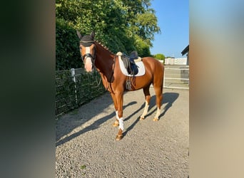 Rheinländer, Stute, 4 Jahre, 167 cm, Fuchs