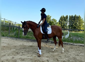 Rheinländer, Stute, 4 Jahre, 167 cm, Fuchs