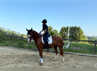 Rheinländer, Stute, 4 Jahre, 167 cm, Fuchs