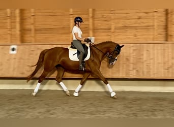 Rheinländer, Stute, 4 Jahre, 167 cm, Fuchs