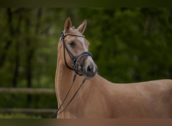 Rheinländer, Stute, 4 Jahre, 168 cm, Palomino