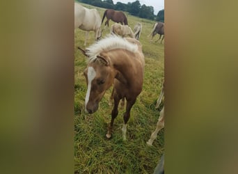 Rheinländer, Stute, 4 Jahre, 168 cm, Palomino