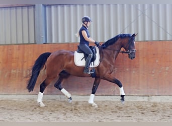 Rheinländer, Stute, 4 Jahre, 169 cm, Dunkelbrauner