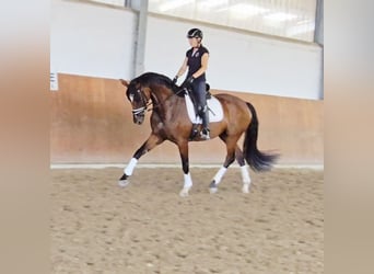 Rheinländer, Stute, 4 Jahre, 169 cm, Dunkelbrauner