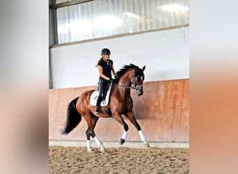 Rheinländer, Stute, 4 Jahre, 169 cm, Dunkelbrauner
