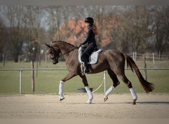 Rheinländer, Stute, 4 Jahre, 170 cm, Dunkelfuchs