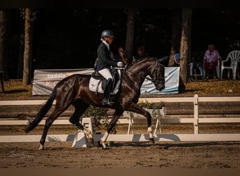 Rheinländer, Stute, 4 Jahre, 172 cm, Schwarzbrauner