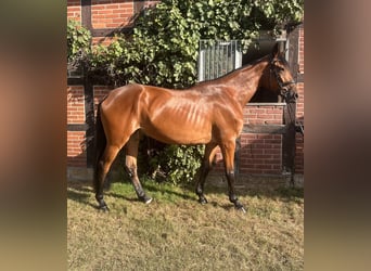 Rheinländer, Stute, 4 Jahre, 175 cm, Brauner