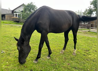 Rheinländer, Stute, 4 Jahre, 180 cm, Dunkelbrauner