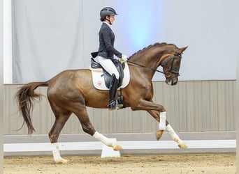 Rheinländer, Stute, 4 Jahre