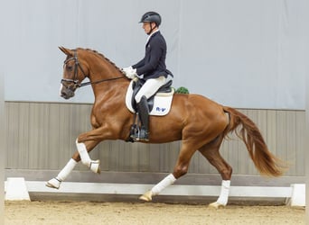 Rheinländer, Stute, 4 Jahre, Fuchs