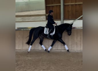 Rheinländer, Stute, 5 Jahre, 161 cm