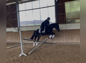 Rheinländer, Stute, 5 Jahre, 161 cm, Rappe