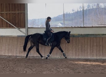 Rheinländer, Stute, 5 Jahre, 161 cm, Schwarzbrauner