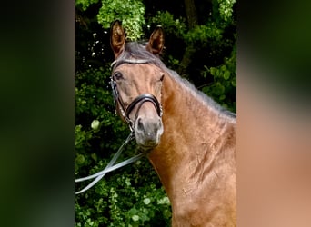 Rheinländer, Stute, 5 Jahre, 165 cm, Brauner