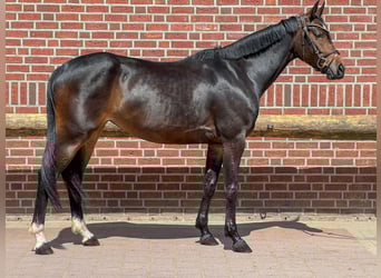 Rheinländer, Stute, 5 Jahre, 165 cm, Dunkelbrauner