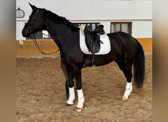 Rheinländer, Stute, 5 Jahre, 167 cm, Rappe