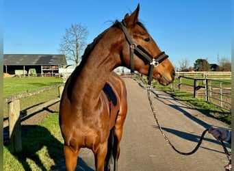 Rheinländer, Stute, 5 Jahre, 168 cm, Brauner