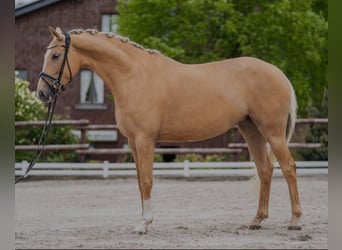 Rheinländer, Stute, 5 Jahre, 168 cm, Palomino