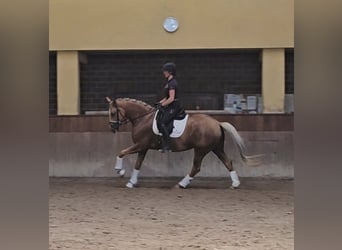 Rheinländer, Stute, 5 Jahre, 168 cm, Palomino