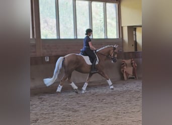 Rheinländer, Stute, 5 Jahre, 168 cm, Palomino