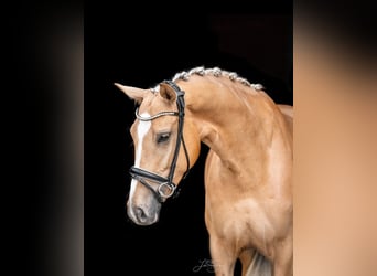 Rheinländer, Stute, 5 Jahre, 168 cm, Palomino