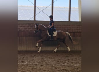 Rheinländer, Stute, 5 Jahre, 168 cm, Palomino